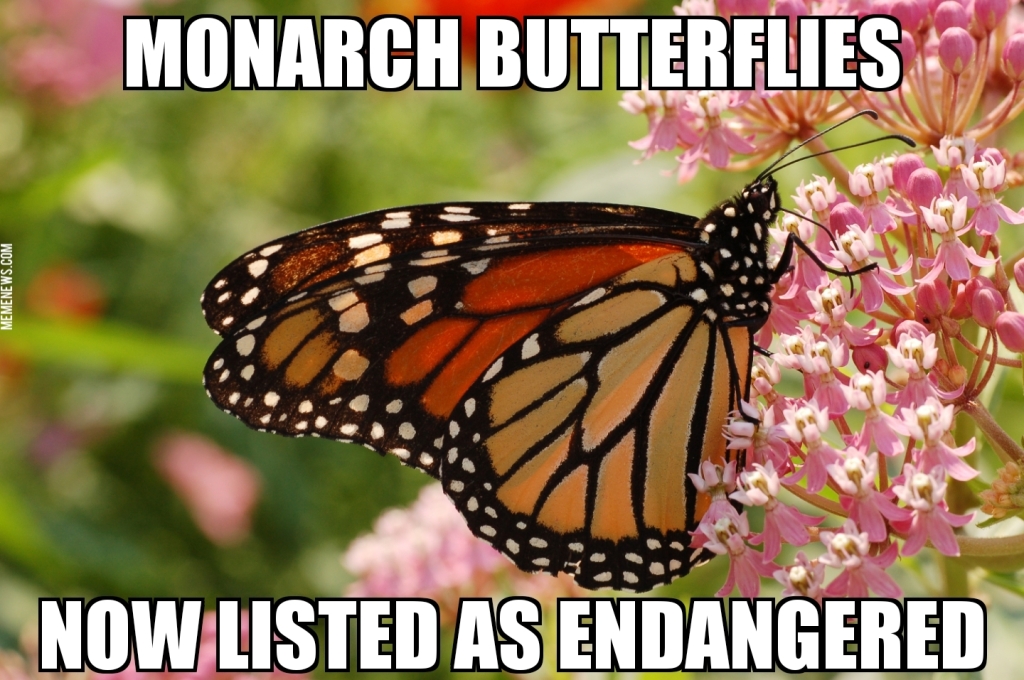 Monarch becomes endangered